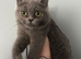 Persian x Ragdoll mix