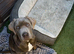 7 month old Cane Corso cross pups