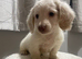 READY NOWWW. Longhaired mini cream boy