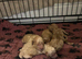 Beautiful Golden Cockapoo Puppies