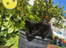 Little sweet kittens