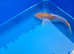 ochiba koi 20cm