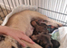 Puppy's for sale
