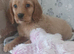 Working cocker spaniel