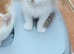 Gorgeous kittens available
