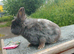 Blue and white lionhead female