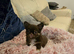 Ready now! Quality chihuahua longcoat pups