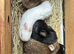 Lovely Netherland dwarf baby rabbits.