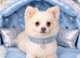 Male Pom