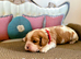 DNA TESTED CAVALIER KING CHARLES