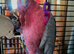 Galha cockatoo male (spike)
