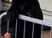 Mixed litter labrador puppies