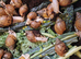 Giant Albino African Land Snail Babies