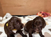Sproodle puppies