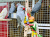 Ring neck parrot