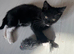 11 week old kittens