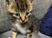 2 boy 2 girls available