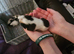 4 baby guinea pigs