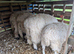 Swiss valais sheep