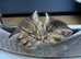 Pedigree British Shorthair