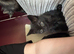 Kittens for sale