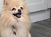 Pomeranian rehome