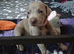 Beautiful KC registered Weimaraner Puppies. Hip Scored Parents. Champion bloodlines.Sire Show Weimaraner of the year 2025.