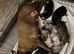 Gorgeous Staffy x Blue Merle Collie Pups
