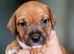 Beautiful pups for sale