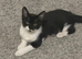 Kitten boy black and white