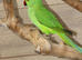 Baby Green Ring necks,31