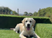 8 month old male golden retriever for rehoming