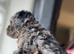 F1B cockapoo 1 male Left