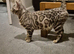 Silver snow bengal