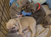 French bulldog puppies