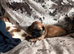 Shih Tzu pups
