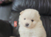 5 beautifull pomeranian baby's