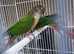 This years baby conures
