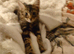 Male kitten
