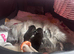 3 female kittens