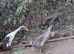 Pair of Indian runners