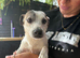 Male jack Russel