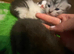 Persian cross British short hair ready now
