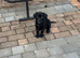 Female Cane Corso Puppy