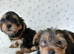 YORKSHIRE TERRIER PUPPIES READY NOW