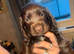 1 Beautiful Girl looking for a home