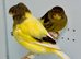 Beautiful pair of gloster canaries for sale
