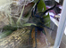 GBB FOR SALE