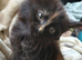 Long haired kittens