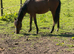 Show pony unreg yearling colt